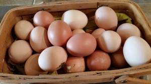 Яйцо – один из главных ингредиентов на нашей кухне